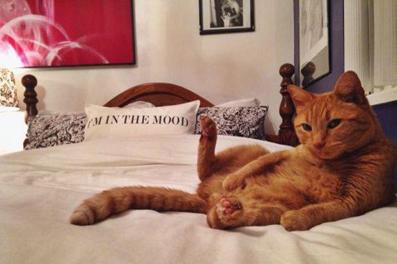 Enjoy-Kitties
