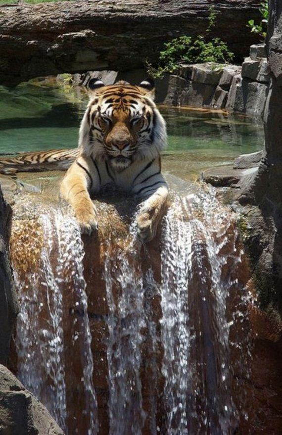 Enjoy-Kitties