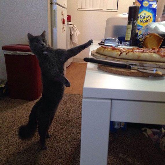 Enjoy-Kitties