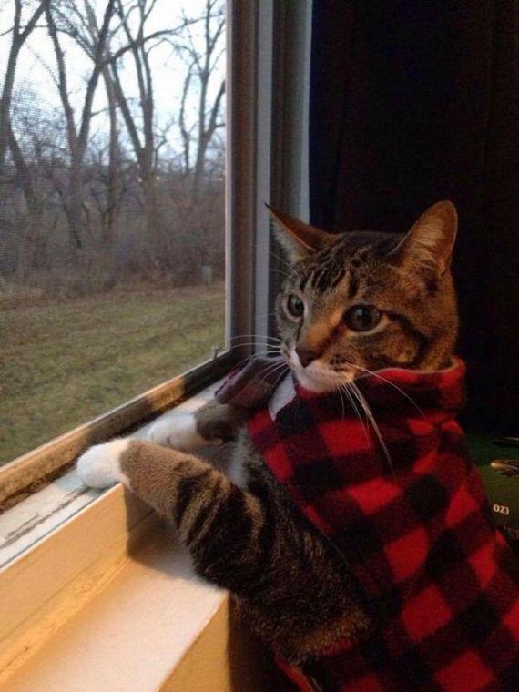 Enjoy-Kitties