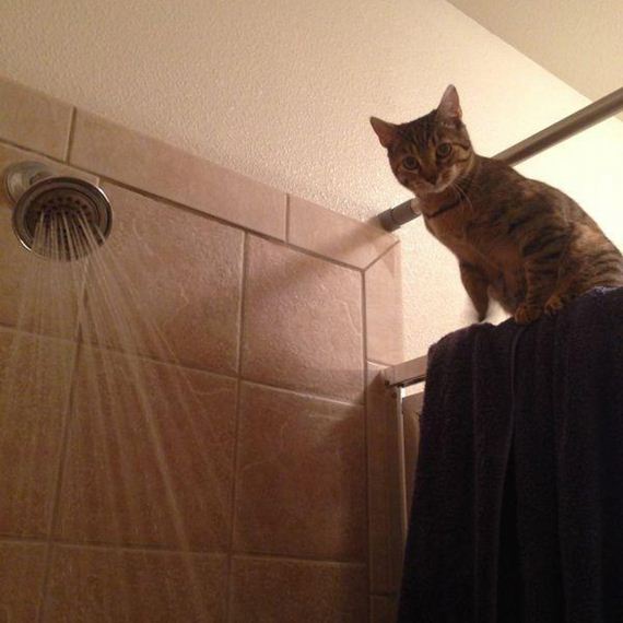 Enjoy-Kitties