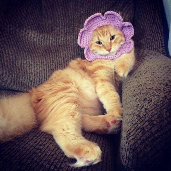 Enjoy-Kitties