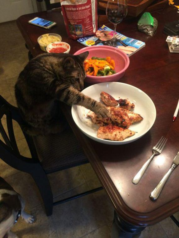 Enjoy-Kitties