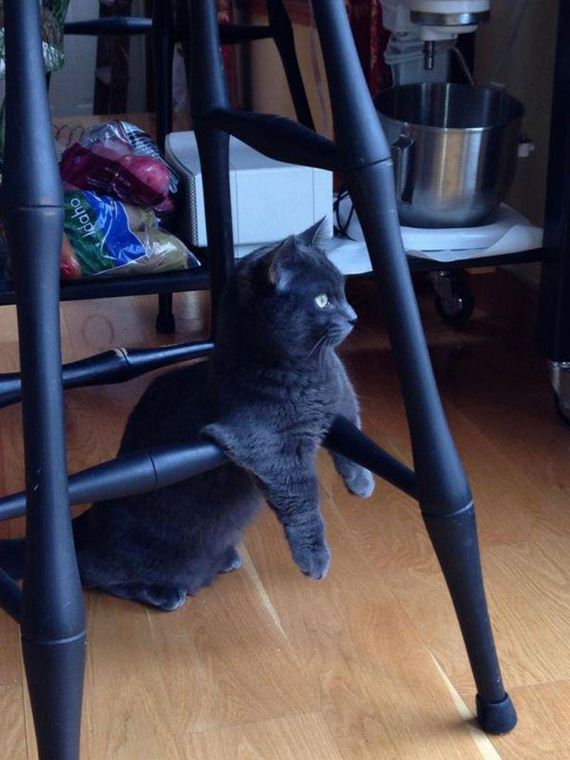 Enjoy-Kitties