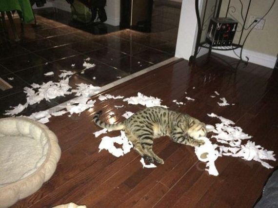 Enjoy-Kitties