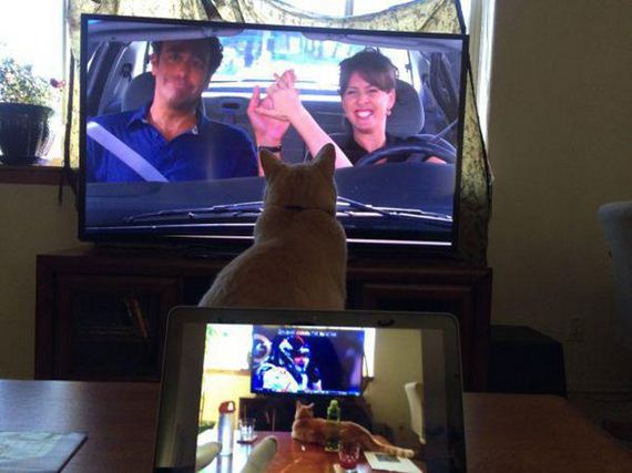 Enjoy-Kitties