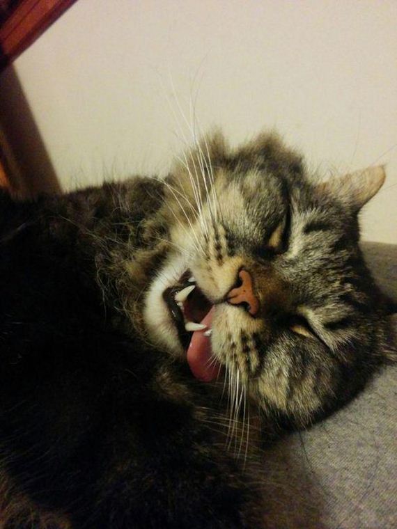 Enjoy-Kitties