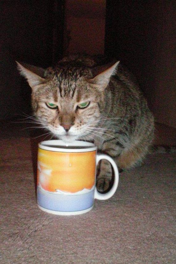 Enjoy-Kitties