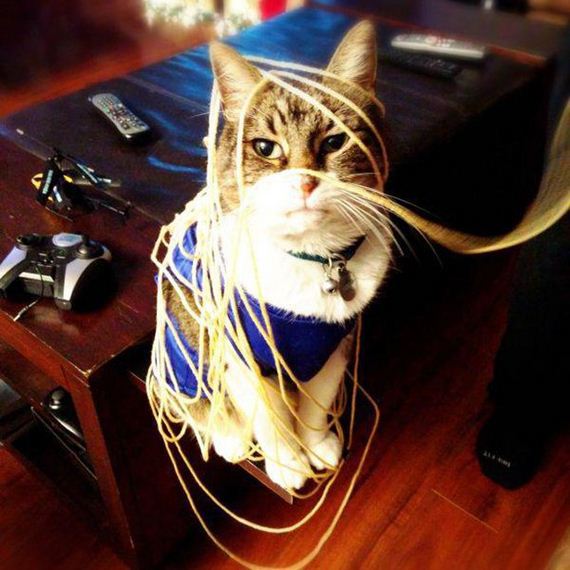 Enjoy-Kitties