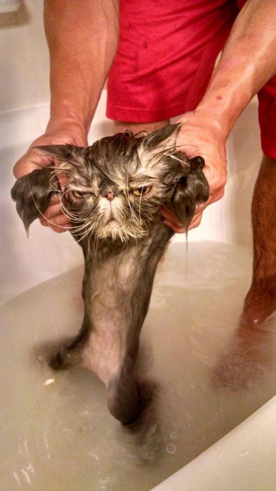 Enjoy-Kitties