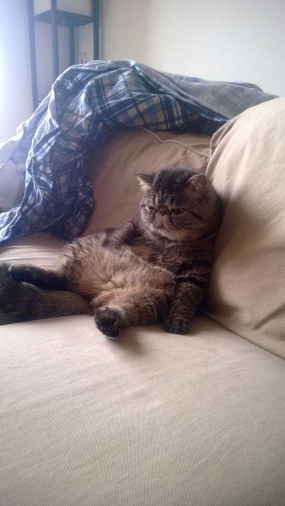 Enjoy-Kitties