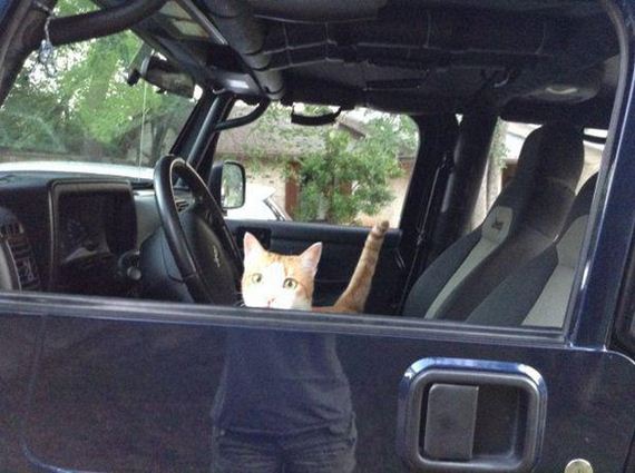 Enjoy-Kitties
