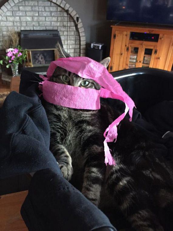 Enjoy-Kitties