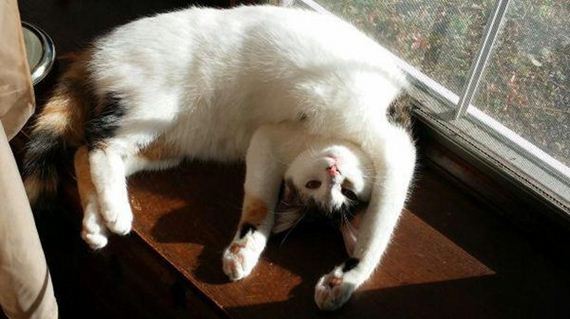 Enjoy-Kitties