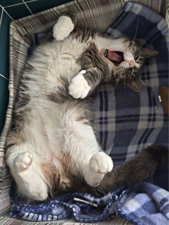Enjoy-Kitties