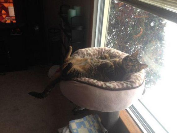 Enjoy-Kitties