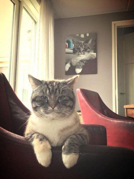 Enjoy-Kitties