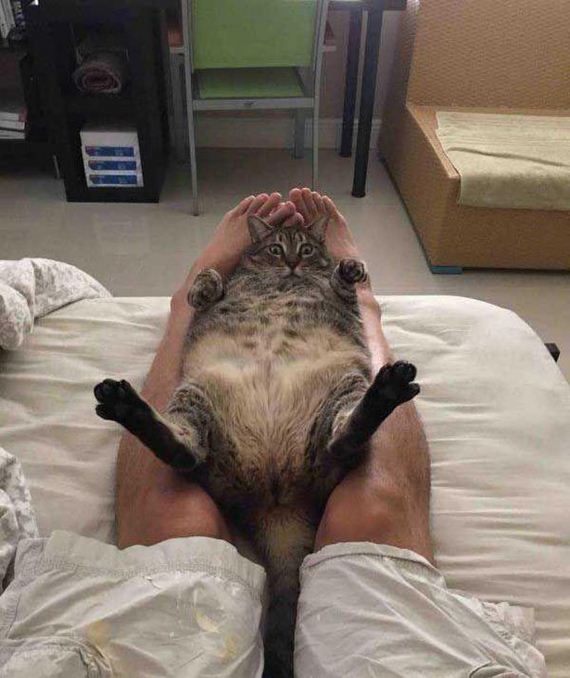 Enjoy-Kitties