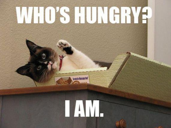Enjoy-Kitties
