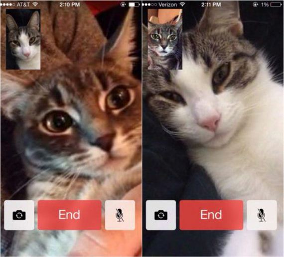 Enjoy-Kitties