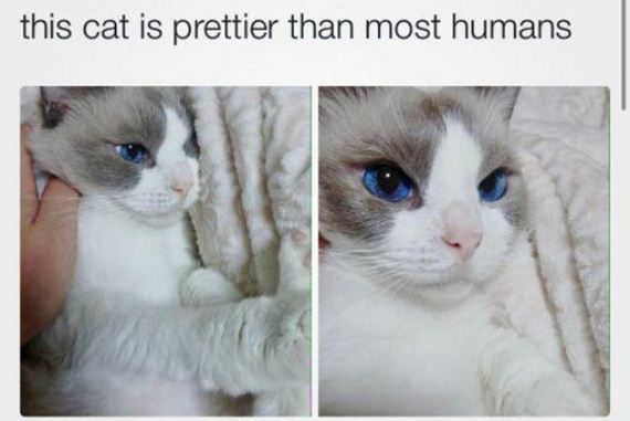 Enjoy-Kitties