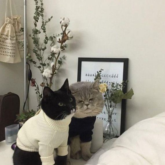 Enjoy-Kitties