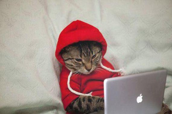 Enjoy-Kitties