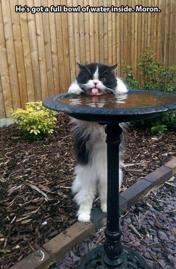 Enjoy-Kitties