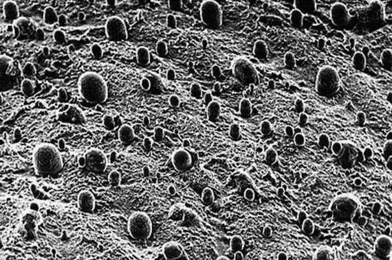 Microscopic-images