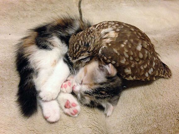 Owlet-friend-kitten