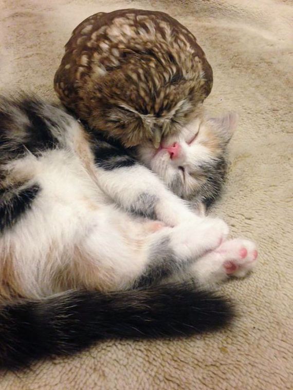 Owlet-friend-kitten