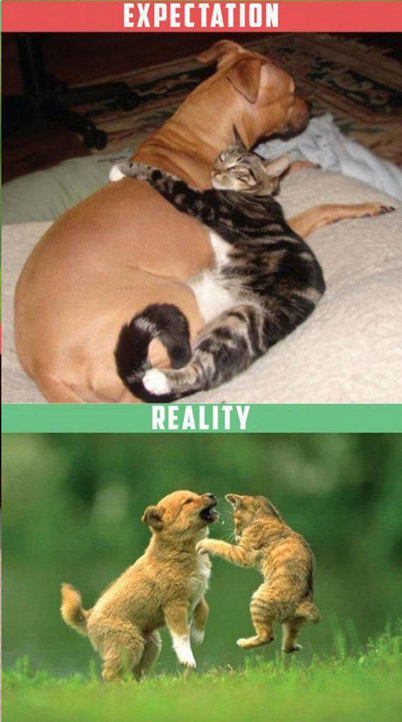 Owning-Cat-Expectations