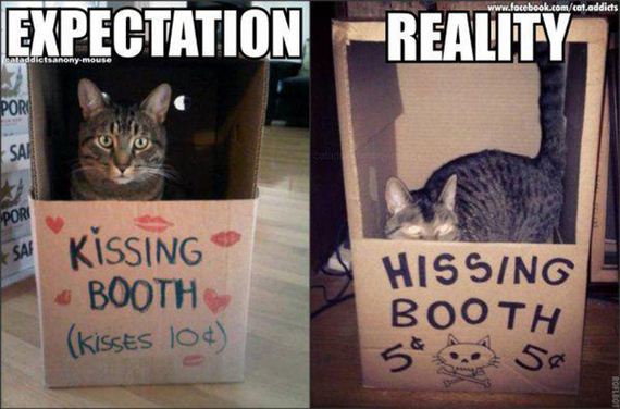 Owning-Cat-Expectations