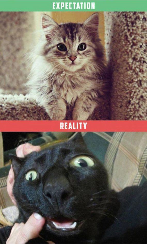 Owning-Cat-Expectations