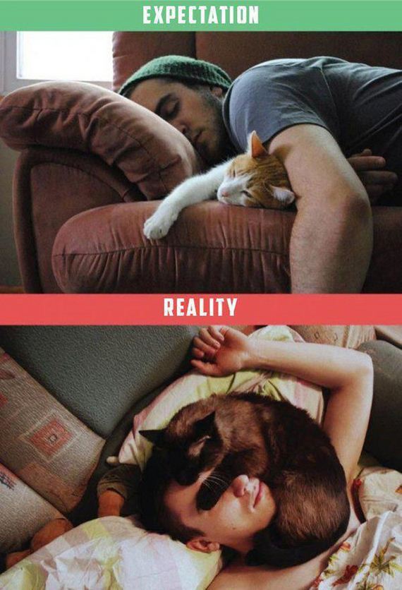 Owning-Cat-Expectations