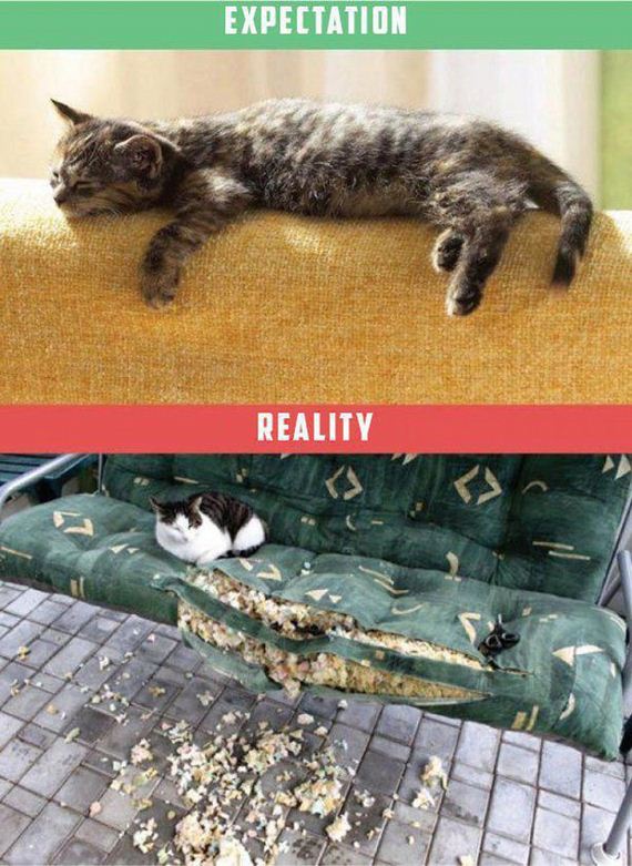 Owning-Cat-Expectations