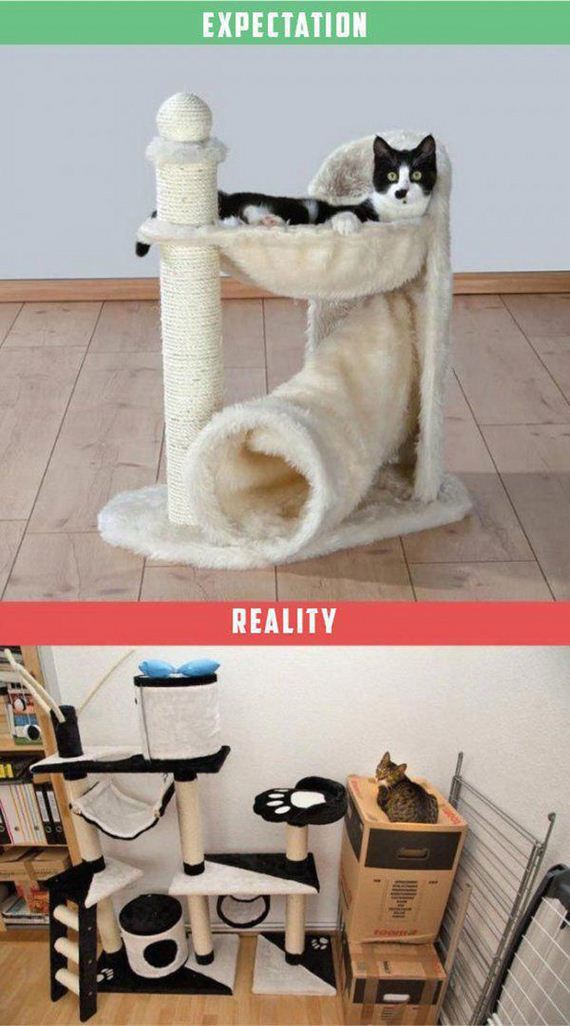 Owning-Cat-Expectations