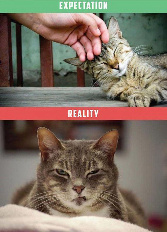 Owning-Cat-Expectations