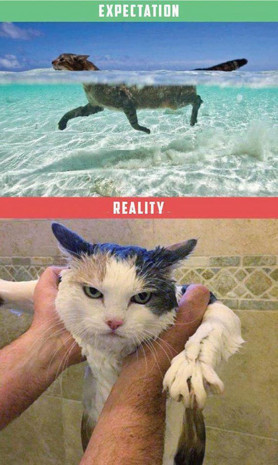Owning-Cat-Expectations