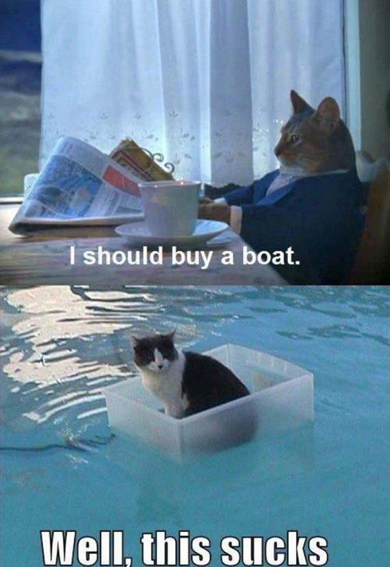Owning-Cat-Expectations