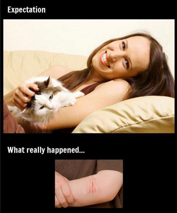 Owning-Cat-Expectations