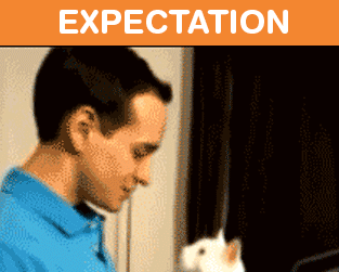 Owning-Cat-Expectations