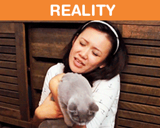 Owning-Cat-Expectations