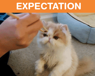 Owning-Cat-Expectations