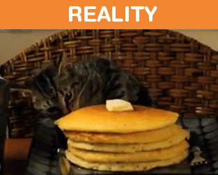 Owning-Cat-Expectations