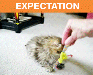 Owning-Cat-Expectations