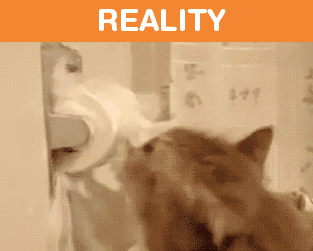 Owning-Cat-Expectations