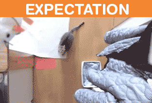 Owning-Cat-Expectations