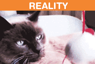 Owning-Cat-Expectations