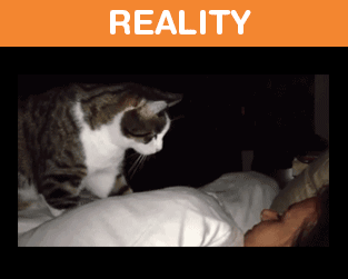 Owning-Cat-Expectations